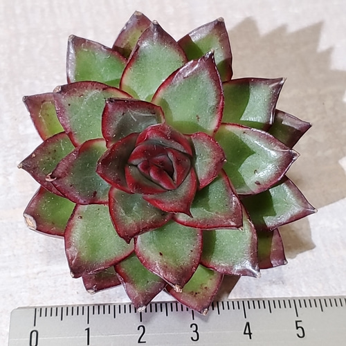 ファイヤーフライ (抜き苗)【エケベリア】多肉植物 多肉植物