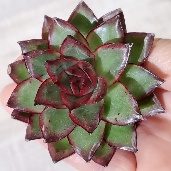 スターファイヤー 子株たくさん 胴切り地 エケベリア 多肉植物 スター