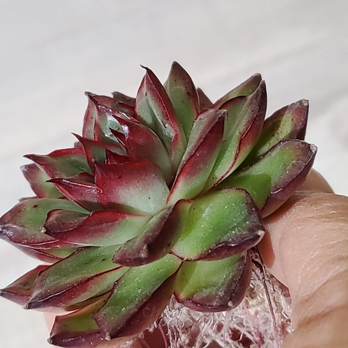 多肉植物　抜き苗　ラブファイヤー　ノボローサブラボー 多肉植物 抜き苗 ラブファイヤー ノボローサブラボー