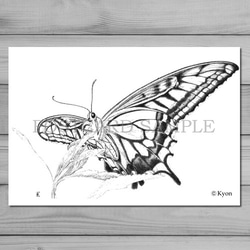 蝶　点描画　アゲハ　ポストカード 2枚目の画像
