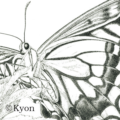 蝶 点描画 アゲハ ポストカード イラスト Kyon 通販 15415393