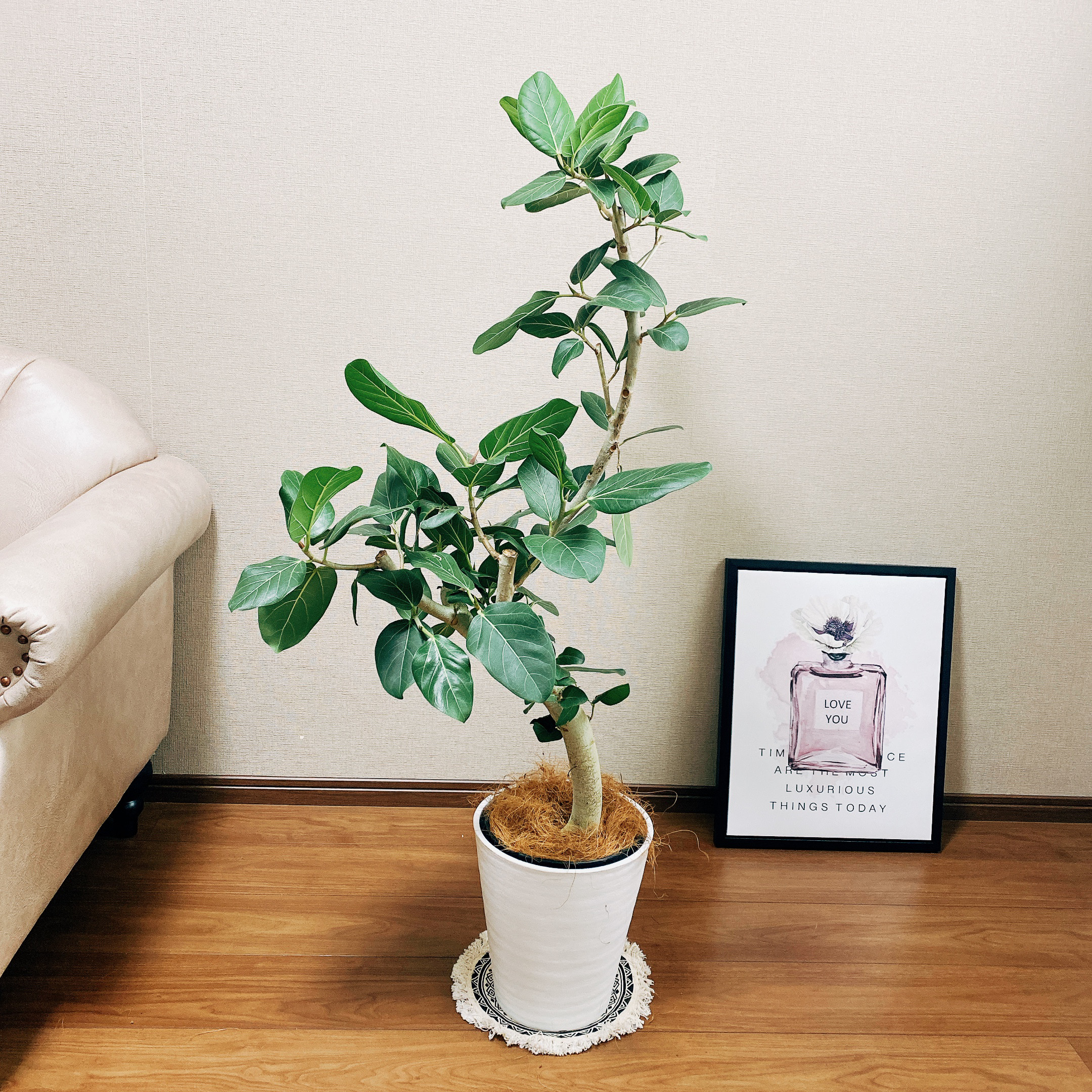 観葉植物 フィカス リン 希少 A