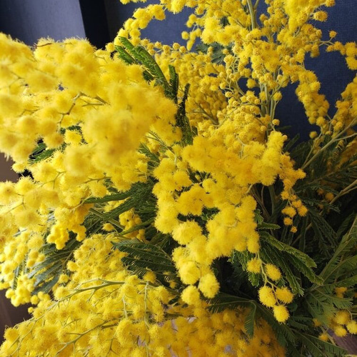 ☆ミモザのリース☆【2月～3月限定】 リース Balloonflower 通販