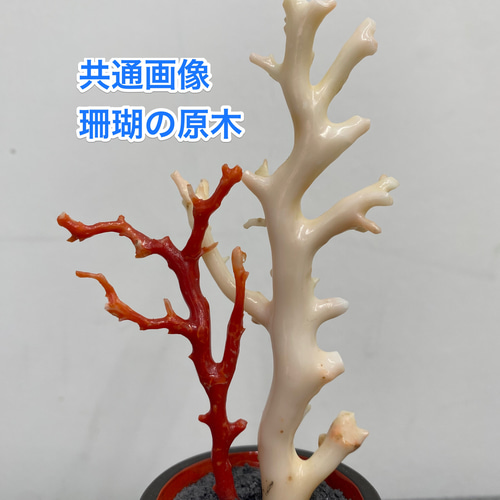 赤珊瑚 ナチュラルフォルム 天然のぎざぎざブレスレット（アンクレット