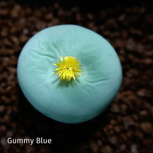 多肉植物 コノフィツム カルキュルス 多肉植物 GummyBlue 通販