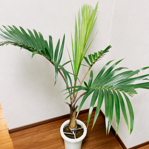 現品］南国風のおしゃれなヤシ トックリヤシ 観葉植物 室内
