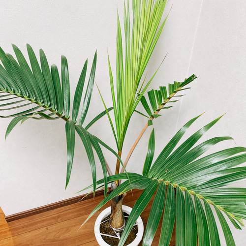 現品］南国風のおしゃれなヤシ トックリヤシ 観葉植物 室内