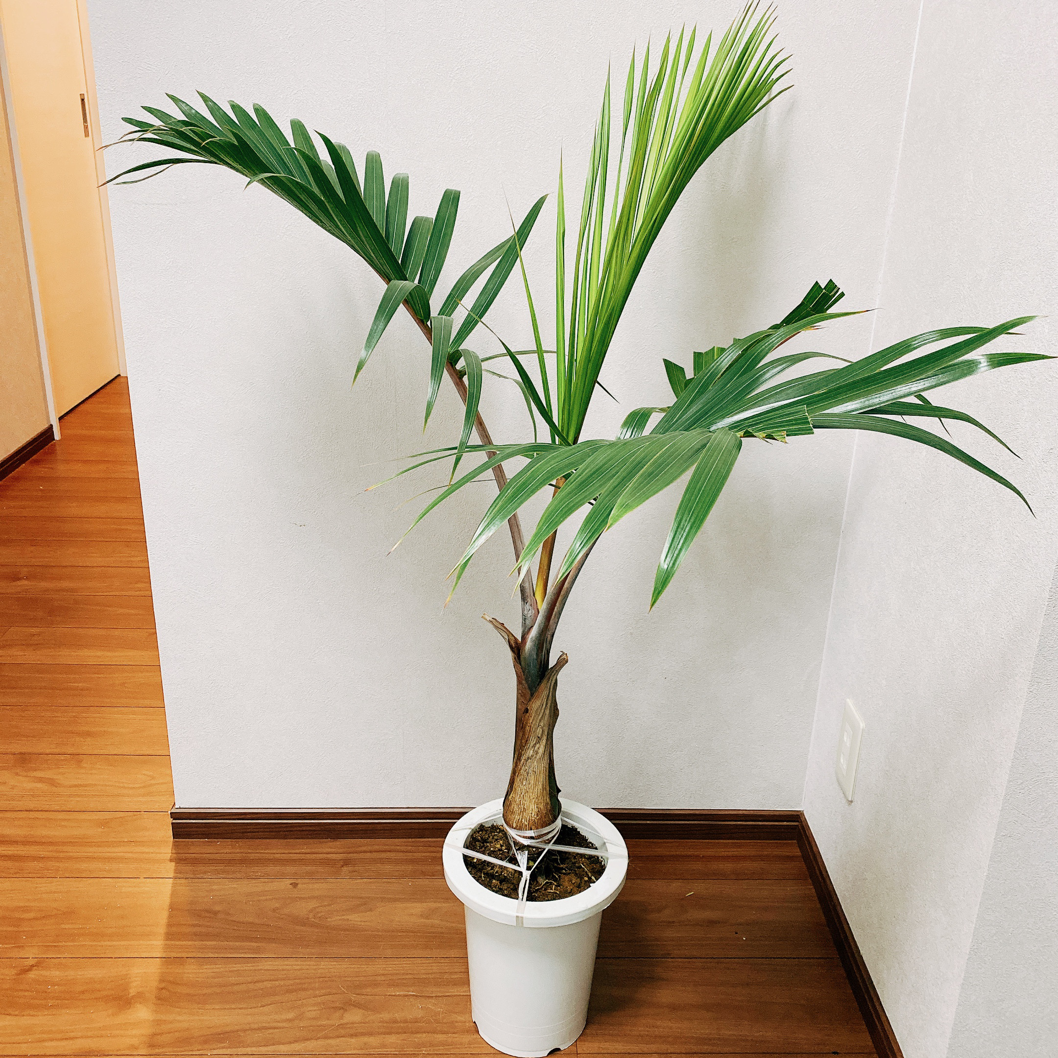 現品］南国風のおしゃれなヤシ トックリヤシ 観葉植物 室内