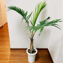 現品］南国風のおしゃれなヤシ トックリヤシ 観葉植物 室内