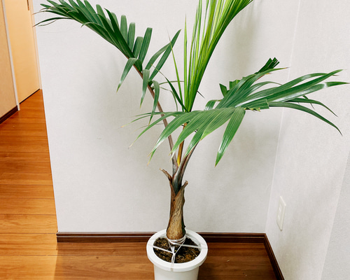 トックリヤシ。観葉植物。鉢ごと無料で発送致します。 長かっ