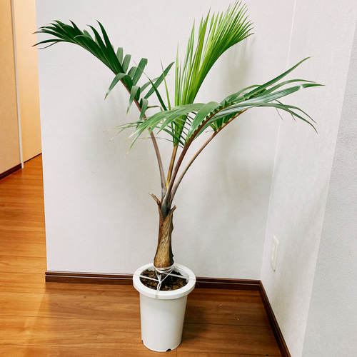 現品］南国風のおしゃれなヤシ トックリヤシ 観葉植物 室内