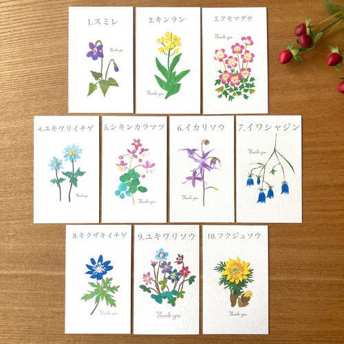 可愛い小さな山野草ポストカードセット ポストカード tomocollage 通販