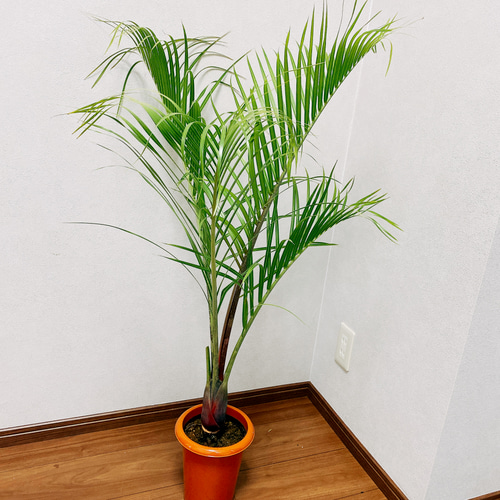 【現品】ミツヤヤシ　ミエミツヤシ（トライアングルパーム・三角ヤシ）　9号　は８番 美株 トライアングルパーム ミツヤヤシ ミエミツヤシ ヤシ