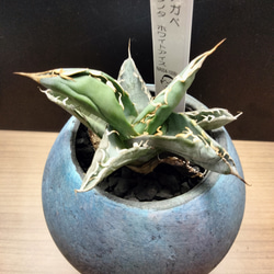 ユーフォルビア ホワイトゴースト綴化 かなりワイルドでインパクトの