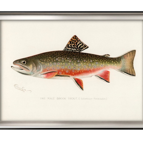 9604□ポスター 絵画 A3サイズ 『トラウト カワマス 魚 釣り』 アート
