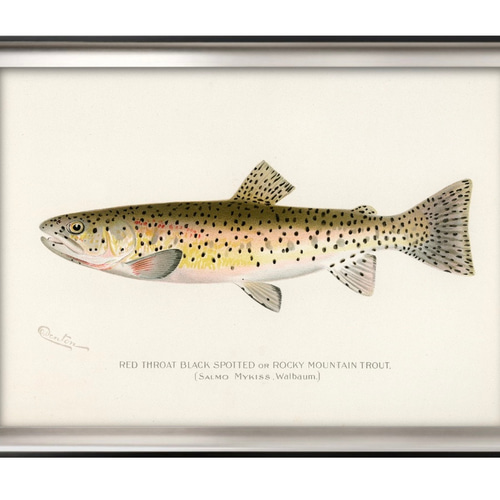 9607□ポスター 絵画 A3サイズ 『トラウト ロッキーマウンテン 魚 釣り