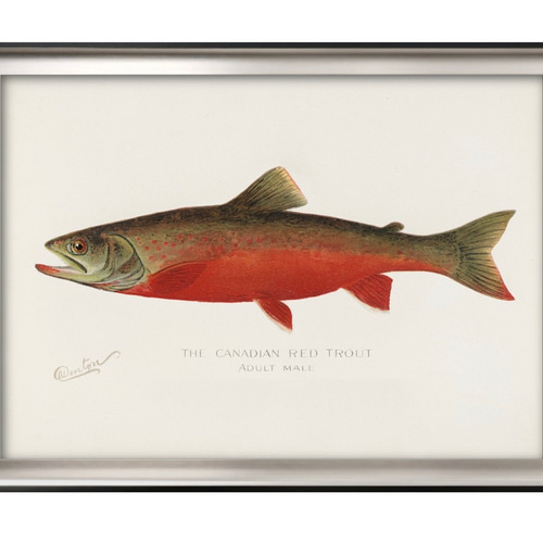 9606□ポスター 絵画 A3サイズ 『トラウト レッドトラウト カナダ 魚