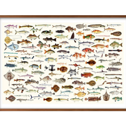 8836■ポスター　絵画　A3サイズ　『魚　図鑑　海洋生物』　アート　イラスト　デザイン　北欧　マット紙 1枚目の画像