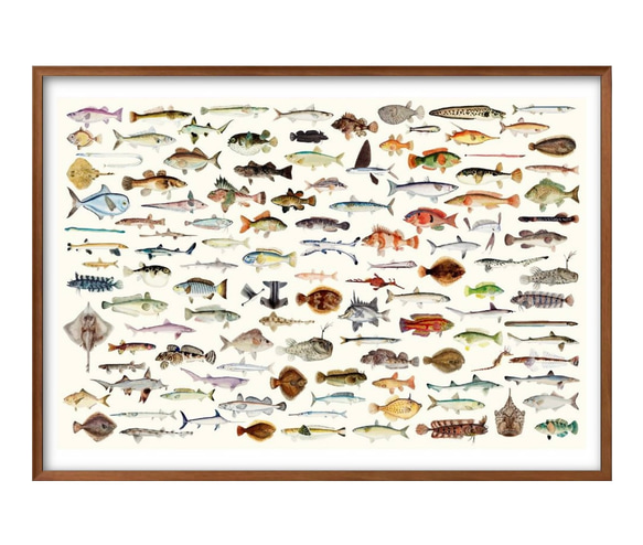 8836■ポスター　絵画　A3サイズ　『魚　図鑑　海洋生物』　アート　イラスト　デザイン　北欧　マット紙 1枚目の画像