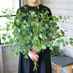 フレッシュ/ユーカリ/グニー/ドライフラワー用/ハンドメイド/無