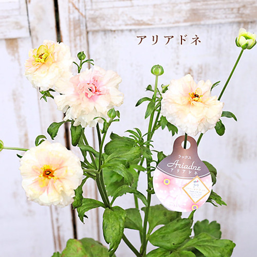 再入荷 現品販売 花鉢 ラナンキュラス ラックスシリーズ 5・6号