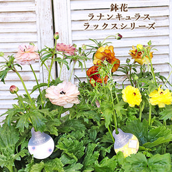 再入荷 現品販売 花鉢 ラナンキュラス ラックスシリーズ 5・6号