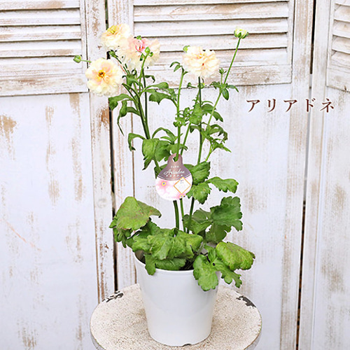再入荷 現品販売 花鉢 ラナンキュラス ラックスシリーズ 5・6号 再入荷 現品販売 花鉢 ラナンキュラス ラックスシリーズ 5・6号