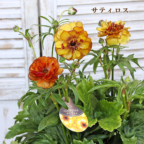 再入荷 現品販売 花鉢 ラナンキュラス ラックスシリーズ 5・6号 再入荷 現品販売 花鉢 ラナンキュラス ラックスシリーズ 5・6号