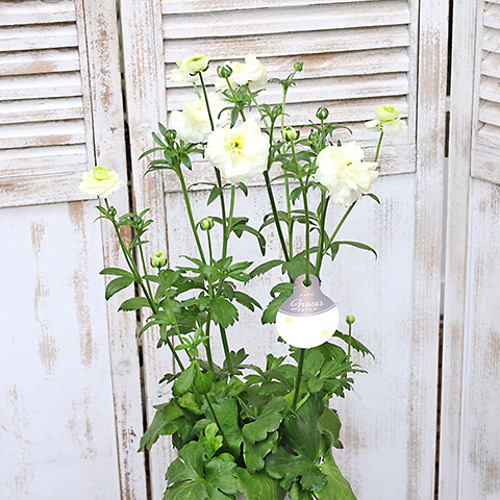 再入荷 現品販売 花鉢 ラナンキュラス ラックスシリーズ 5・6号鉢 豪華