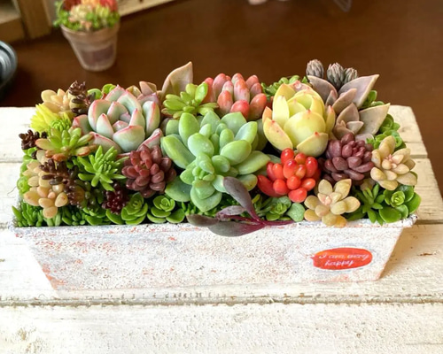 そのまま飾れる多肉植物 寄せ植え レトロカー 管理書付