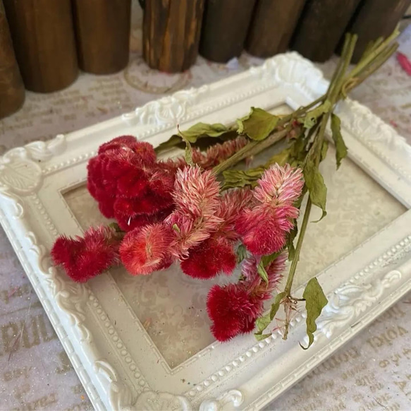 大人気パーツ❣️ケイトウ先端ピンク加工パーツ販売❣️ハンドメイド花材カラードライフラワー 3枚目の画像