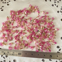 大人気パーツ❣️ケイトウ先端ピンク加工パーツ販売❣️ハンドメイド花材カラードライフラワー 2枚目の画像