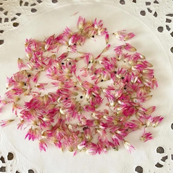 大人気パーツ❣️ケイトウ先端ピンク加工パーツ販売❣️ハンドメイド花材カラードライフラワー 1枚目の画像