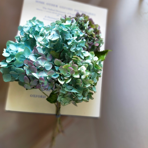 秋色紫陽花ドライフラワー小さめ6本セット ドライフラワー