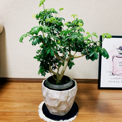 現品］葉っぱがおしゃれで可愛い♡ シェフレラ レナータ 観葉植物 室内