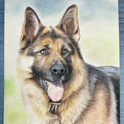 色鉛筆画　犬 No 57 原画手描き 2枚目の画像