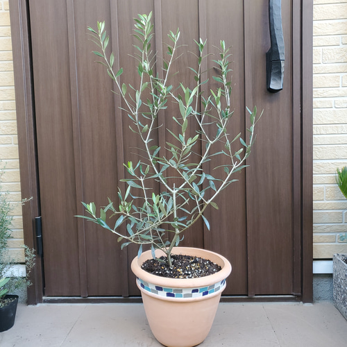 大きめ♪オリーブの木 エルグレコ タイル張りテラコッタ鉢植え 苗