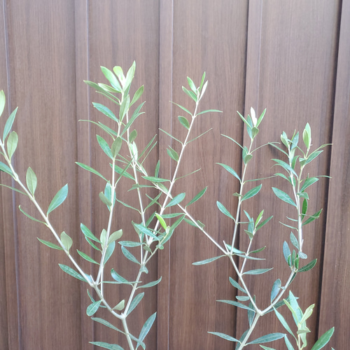 大きめ♪オリーブの木 エルグレコ タイル張りテラコッタ鉢植え 苗