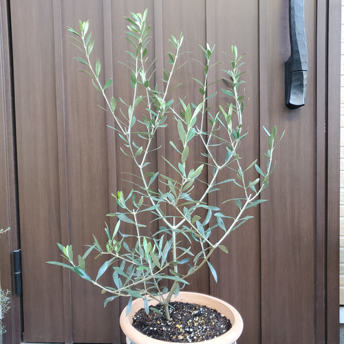 オリーブの木 エルグレコ タイル張りテラコッタ鉢植え 苗 シンボルツリー-