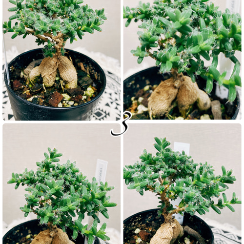 現品］ミニサイズ♡ トリコディアデマ ブルボスム 観葉植物 ☆姫