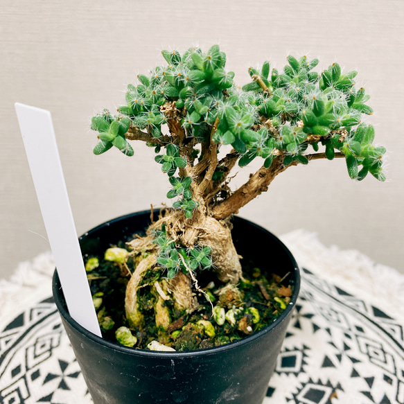 現品］ミニサイズ♡ トリコディアデマ ブルボスム 観葉植物 ☆姫紅小松