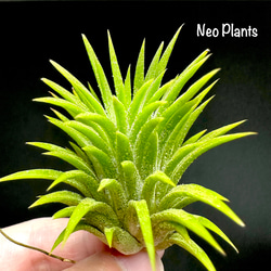 リドレイ　パカラン　胞子体大量　P.ridleyi pakarang 最高峰リドレイ】リドレイ パカラン P.ridleyi Pakarung 輸入株 一点物