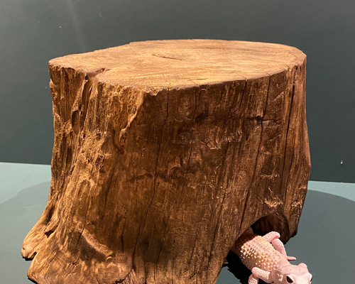 流木388　昆虫爬虫類　パルダリウム　ビオトープ　超美品シェルター　アク抜き済 a3d68e41b028f7b36c88366d06d0f7