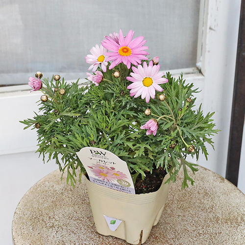 花苗 PW マーガレット ローリー 3.5号 多年草 一重 パステル ピンク