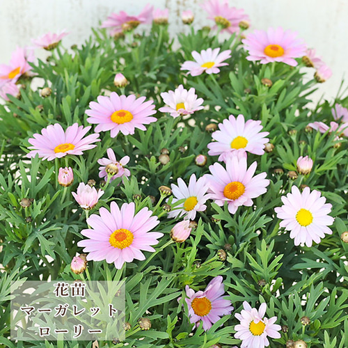 花苗 PW マーガレット ローリー 3.5号 多年草 一重 パステル ピンク