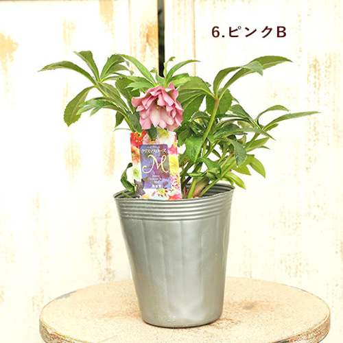 鉢花 クリスマスローズ 八重咲き 4号 ホワイト ピンク ピコティ