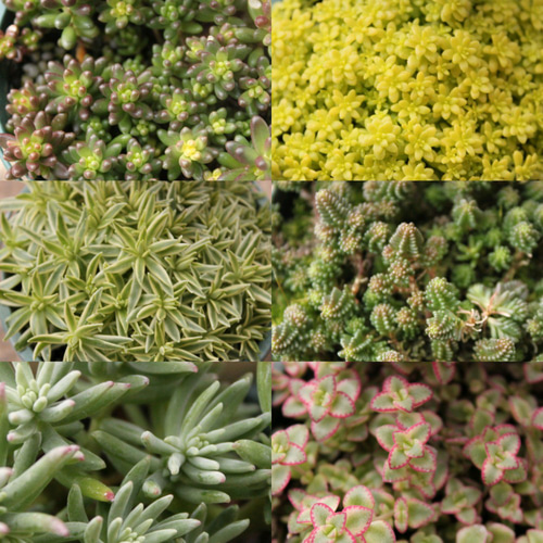 SALE！6ポットセット）セダム♪2.5号♪丈夫でかわいい♪増えます♪人気