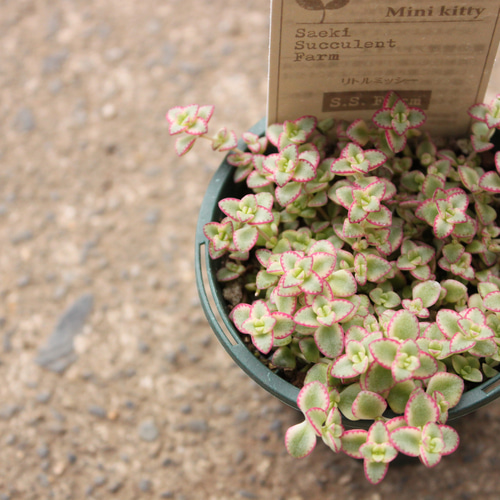 多肉植物 ロゼット型 花芽付き*6 Amazon.co.jp: 多肉植物 ミニュエット : ホーム＆キッチン