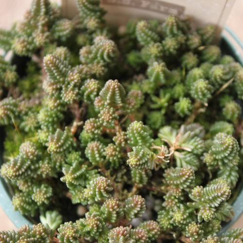 SALE！6ポットセット）セダム♪2.5号♪丈夫でかわいい♪増えます♪人気