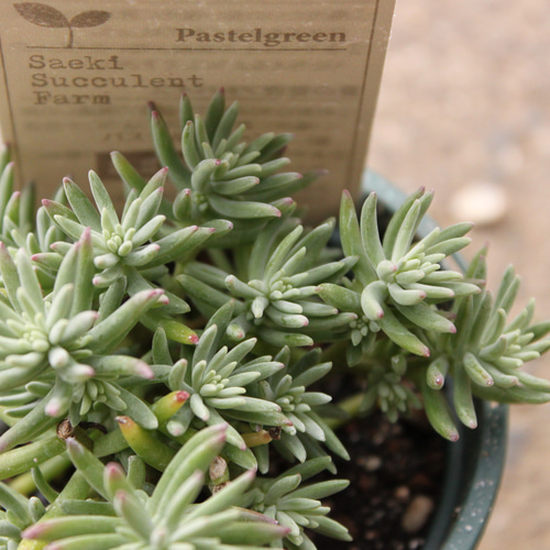 1ポット985円　セダム　月おとめ　6cmポット 1ポット985円 セダム 月おとめ 6cmポット SALE！6ポットセット）セダム